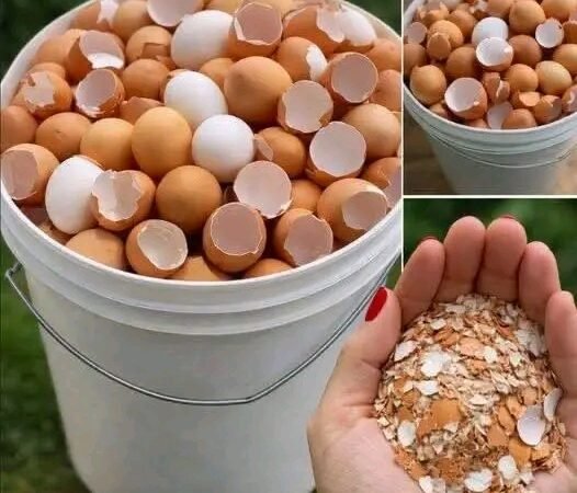 Stop throwing them away. Boil eggshells and say goodbye to… Show more