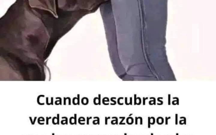 Sabías que si los perros te huelen tus partes íntimas es por…ver mas